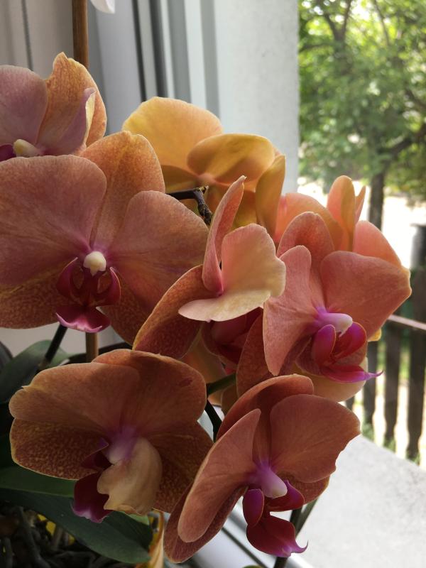 Orchideák újjászületése – egy sikerélmény története a gondoskodásról