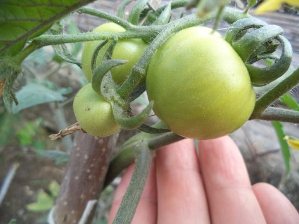 Pirosló muskátli és zöldellő paradicsom – egy sikerélmény az SCD Agro versenyen